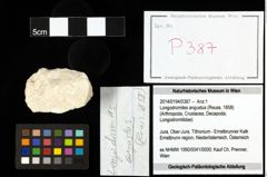 Foto (Objekt + Etiketten) von Longodromites angustus (Reuss, 1858) 